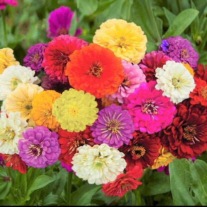 Zinnia Dahlia Flowered Mix