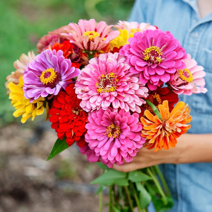 Zinnia California Giant