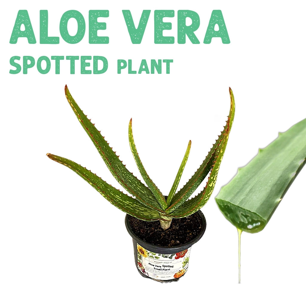 Aloe Vera Spotted Plant