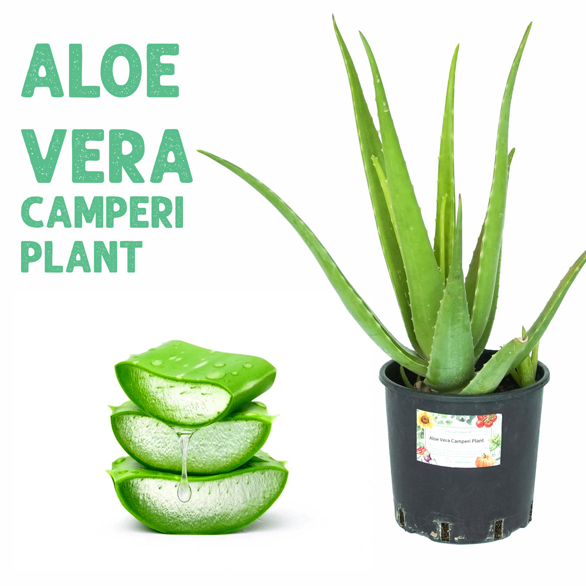 Aloe Vera Camperi Plant Large