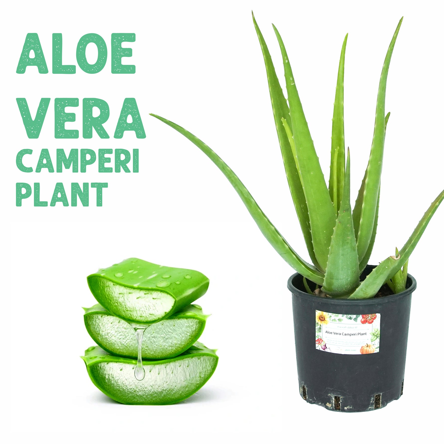 Aloe Vera Camperi Plant Large – plantnmore