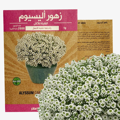 Alyssum Carpet of Snow