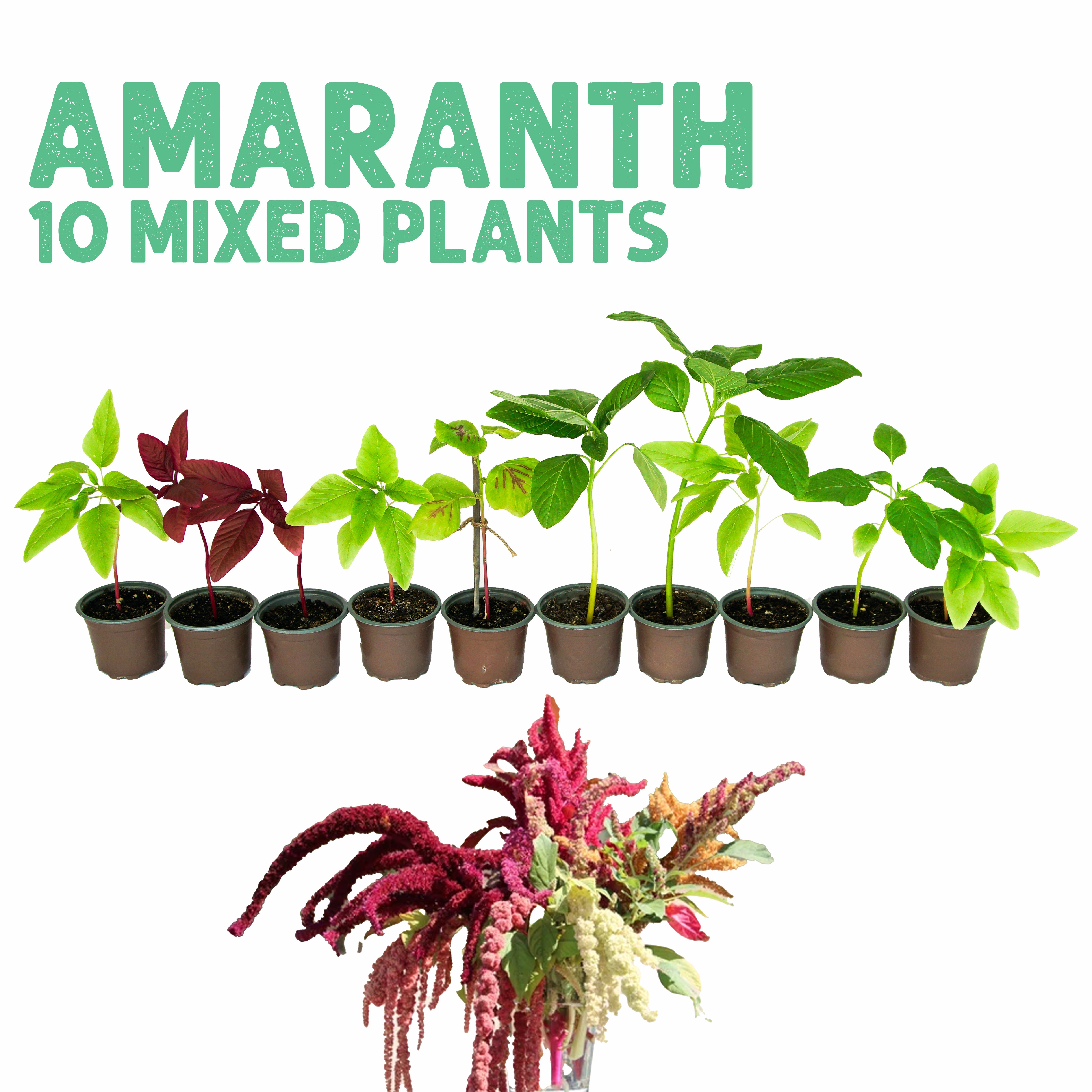 Amaranth Mix – 10 Plants