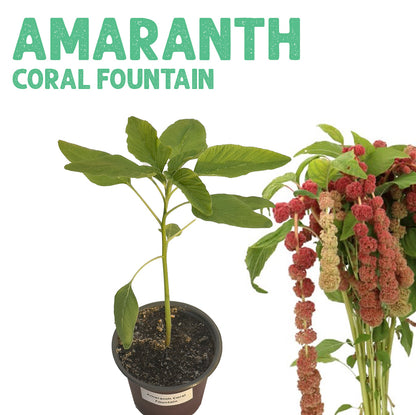 Amaranth Coral Fountain