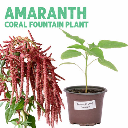 Amaranth Coral Fountain