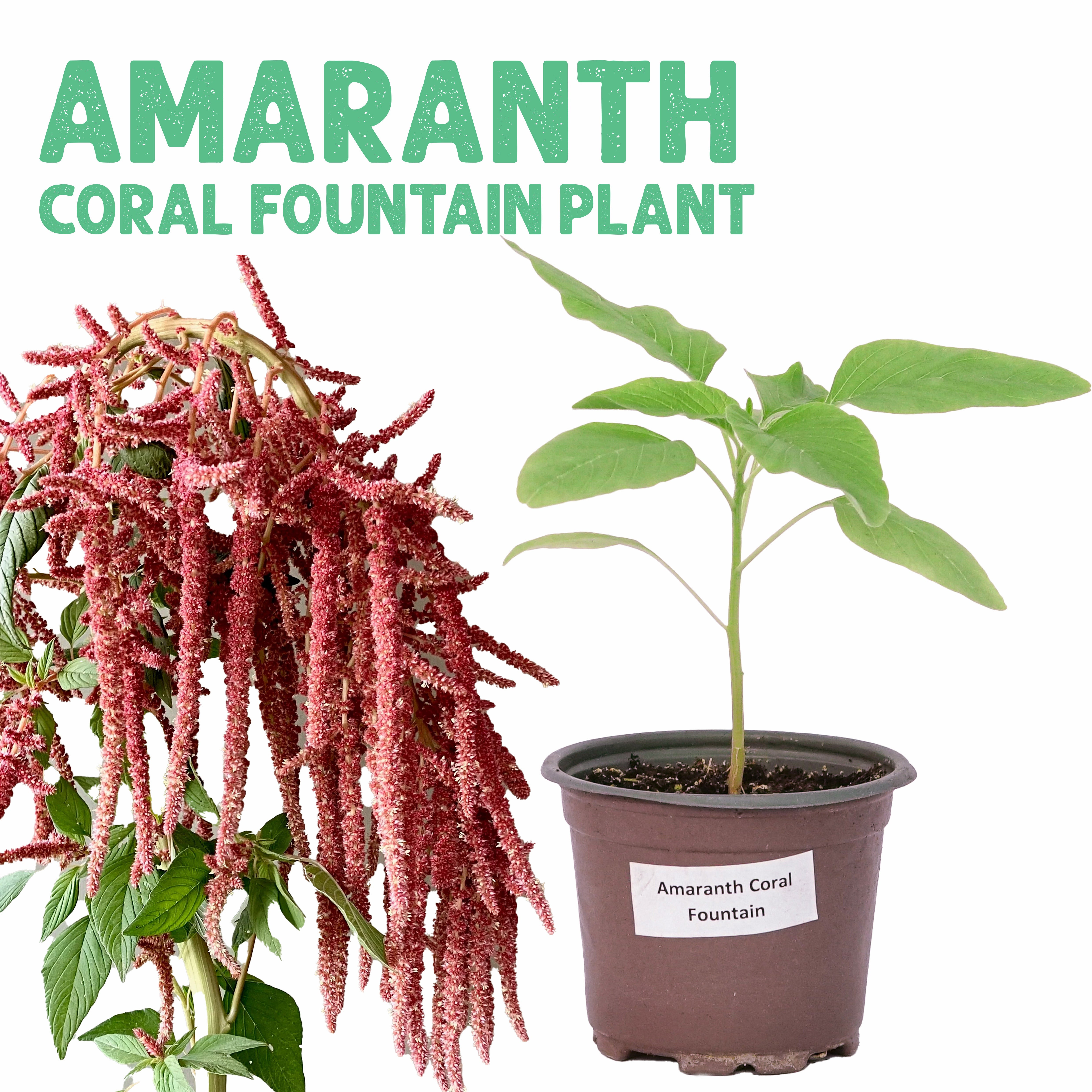 Amaranth Coral Fountain