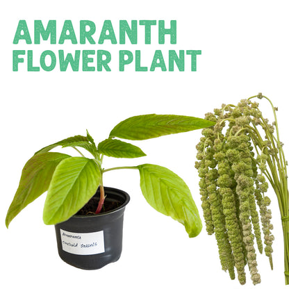 Amaranth Emerald Tassels Plant