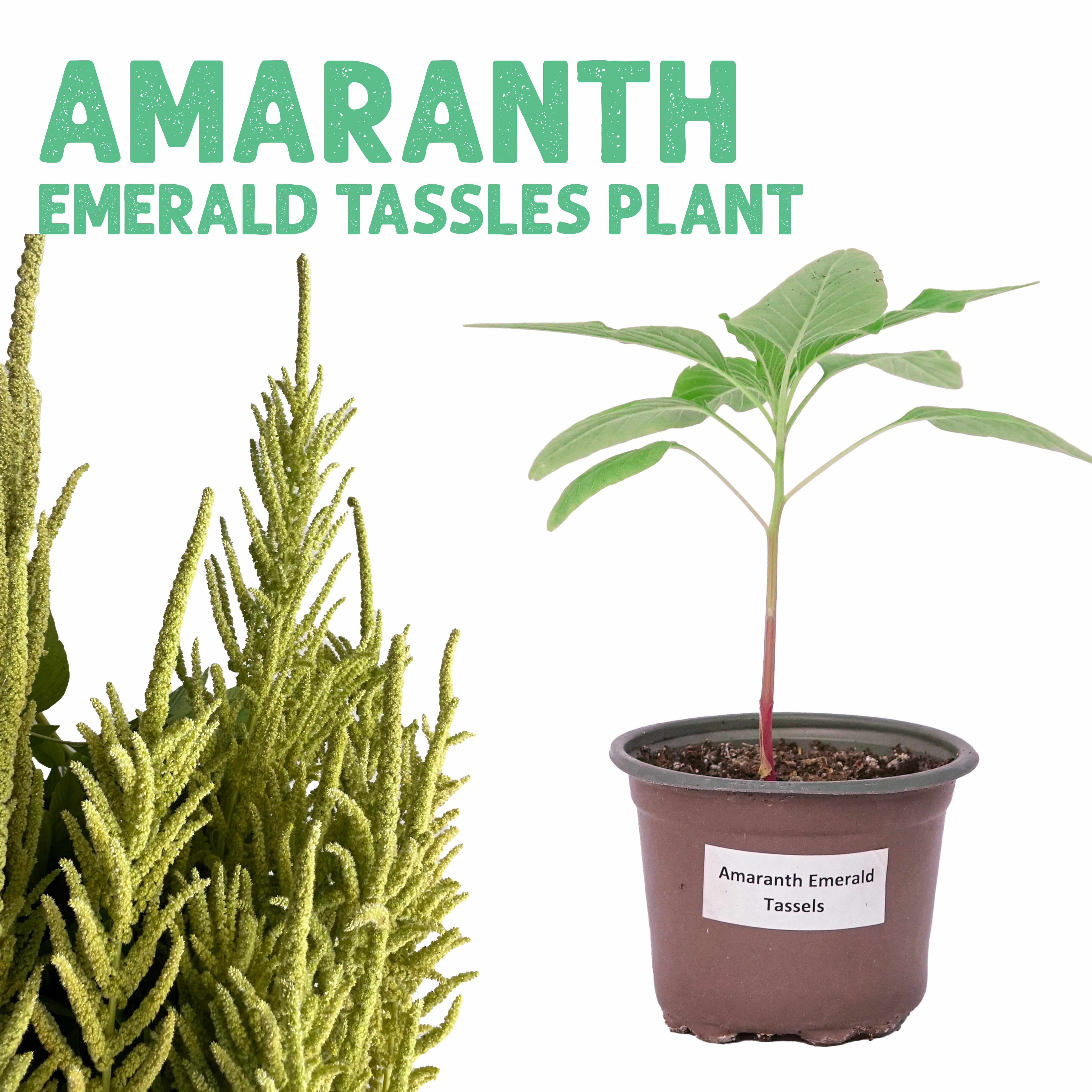 Amaranth Emerald Tassels Plant
