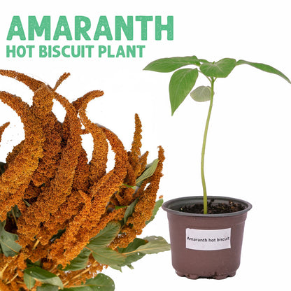 Amaranth Hot Biscuit Plant