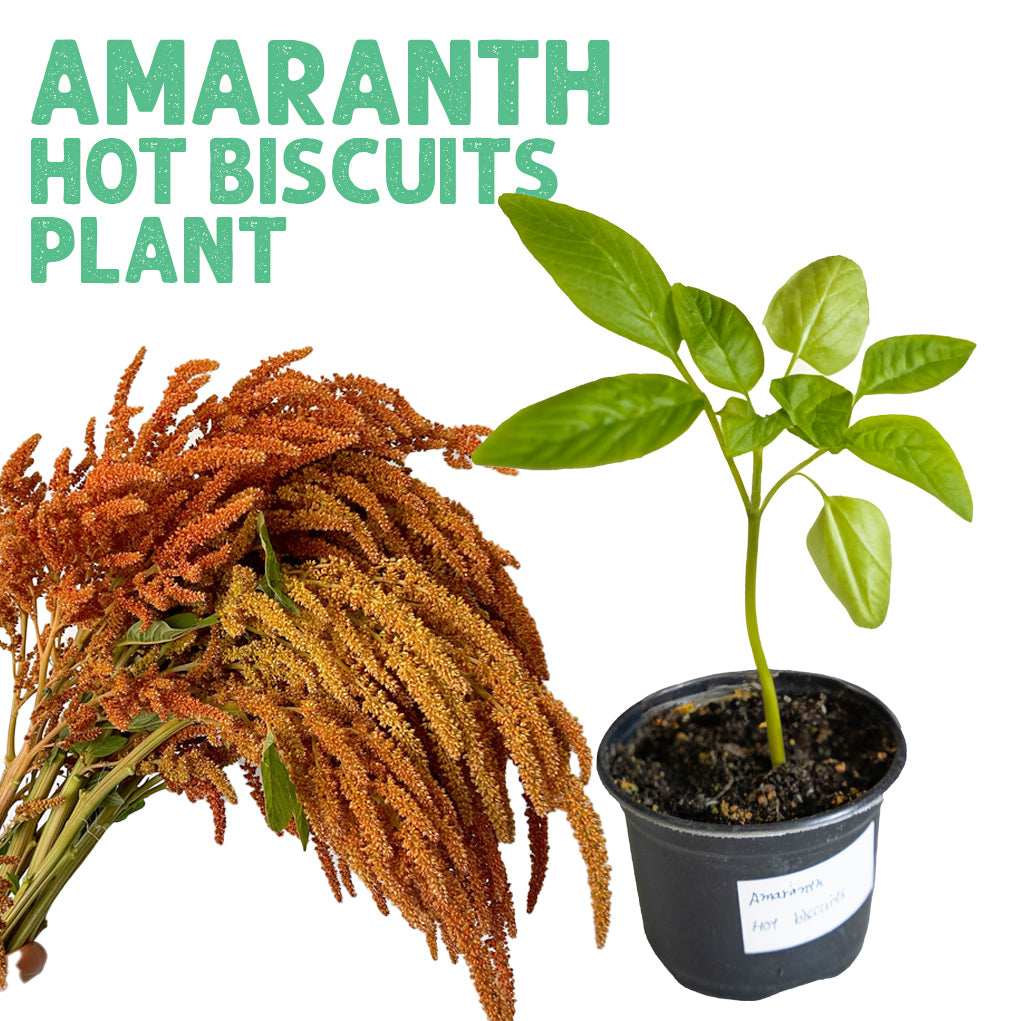 Amaranth Hot Biscuit Plant