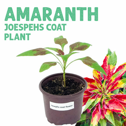 Amaranth Joseph’s Coat Plant