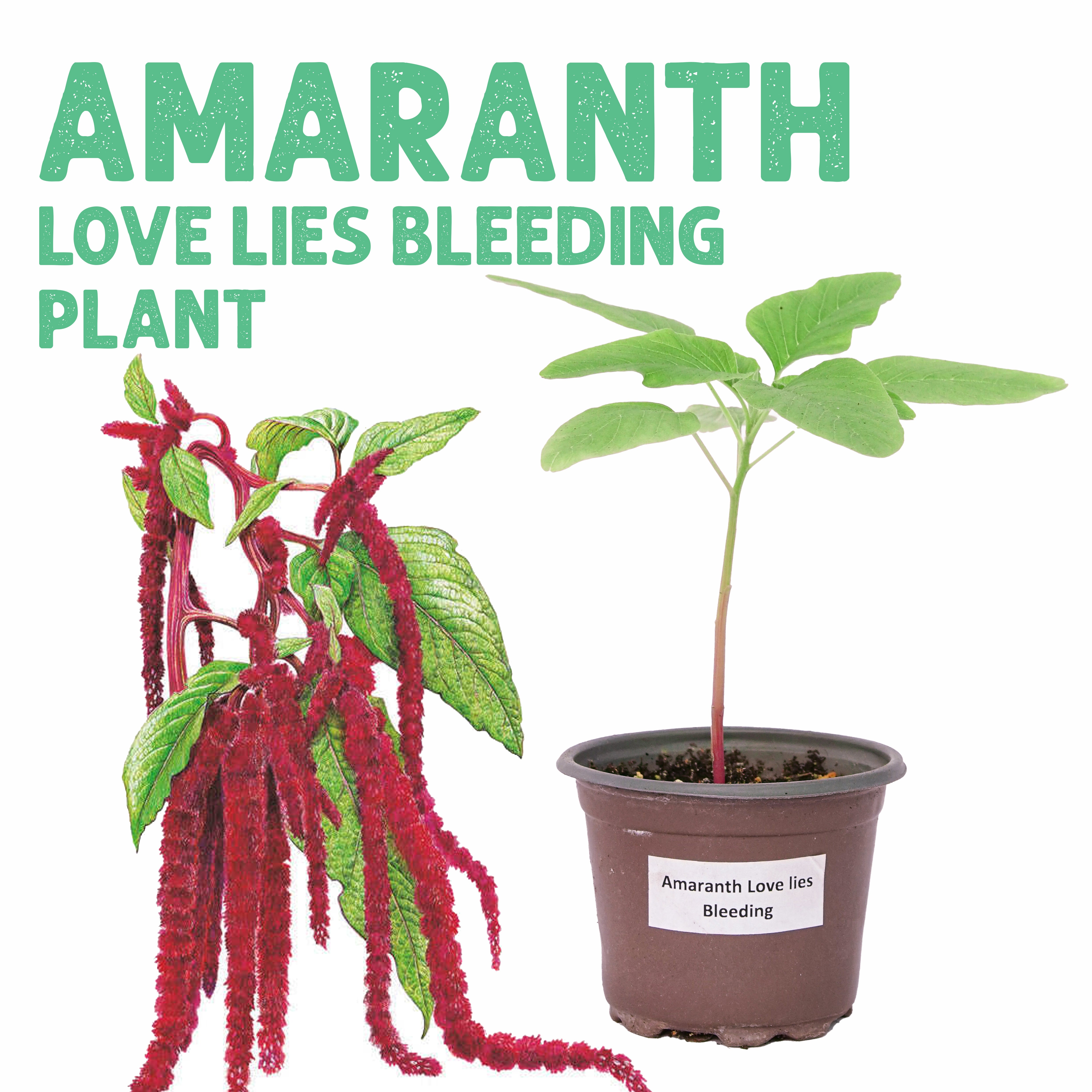 Amaranth Love Lies Bleeding Plant