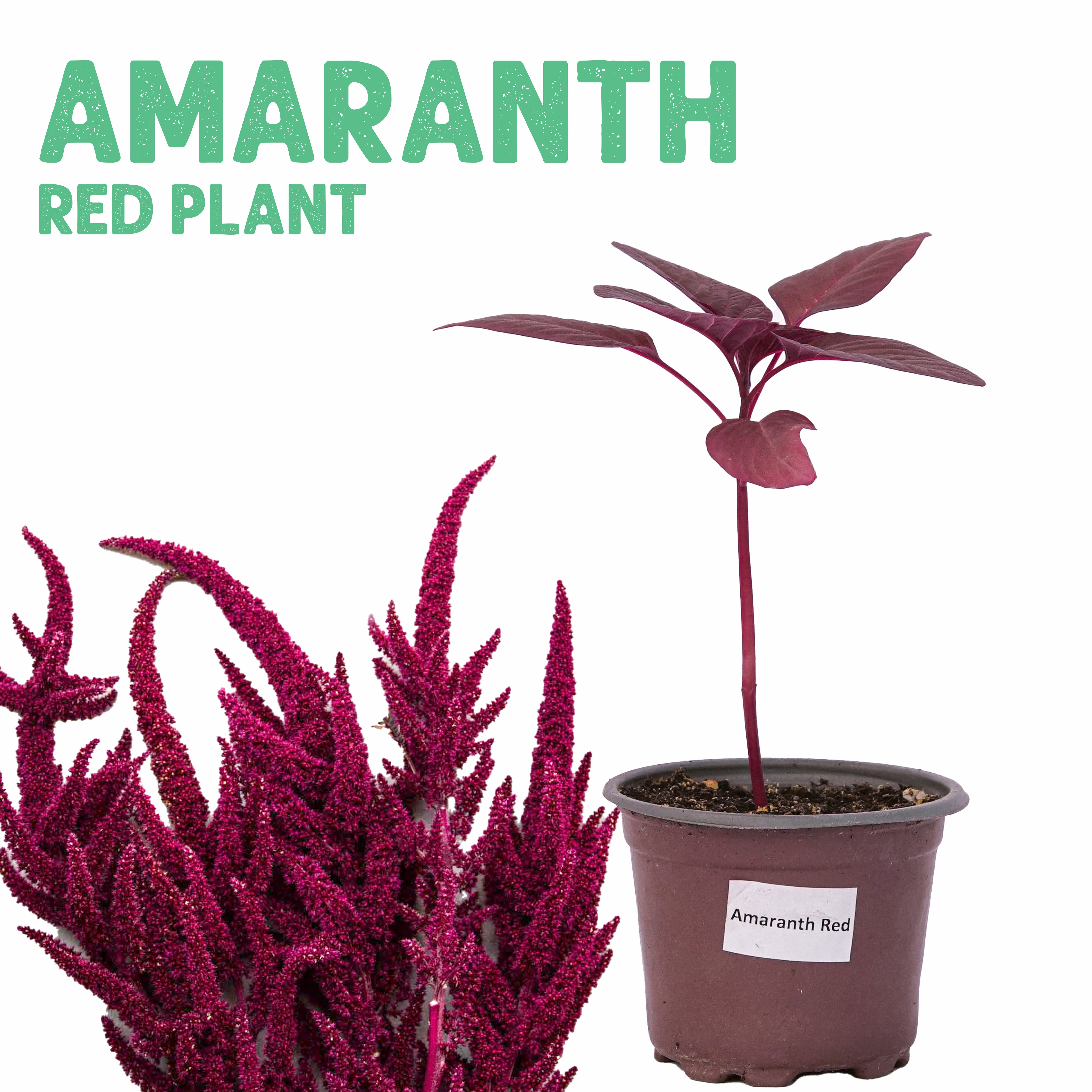 Amaranth Red Spike Plant