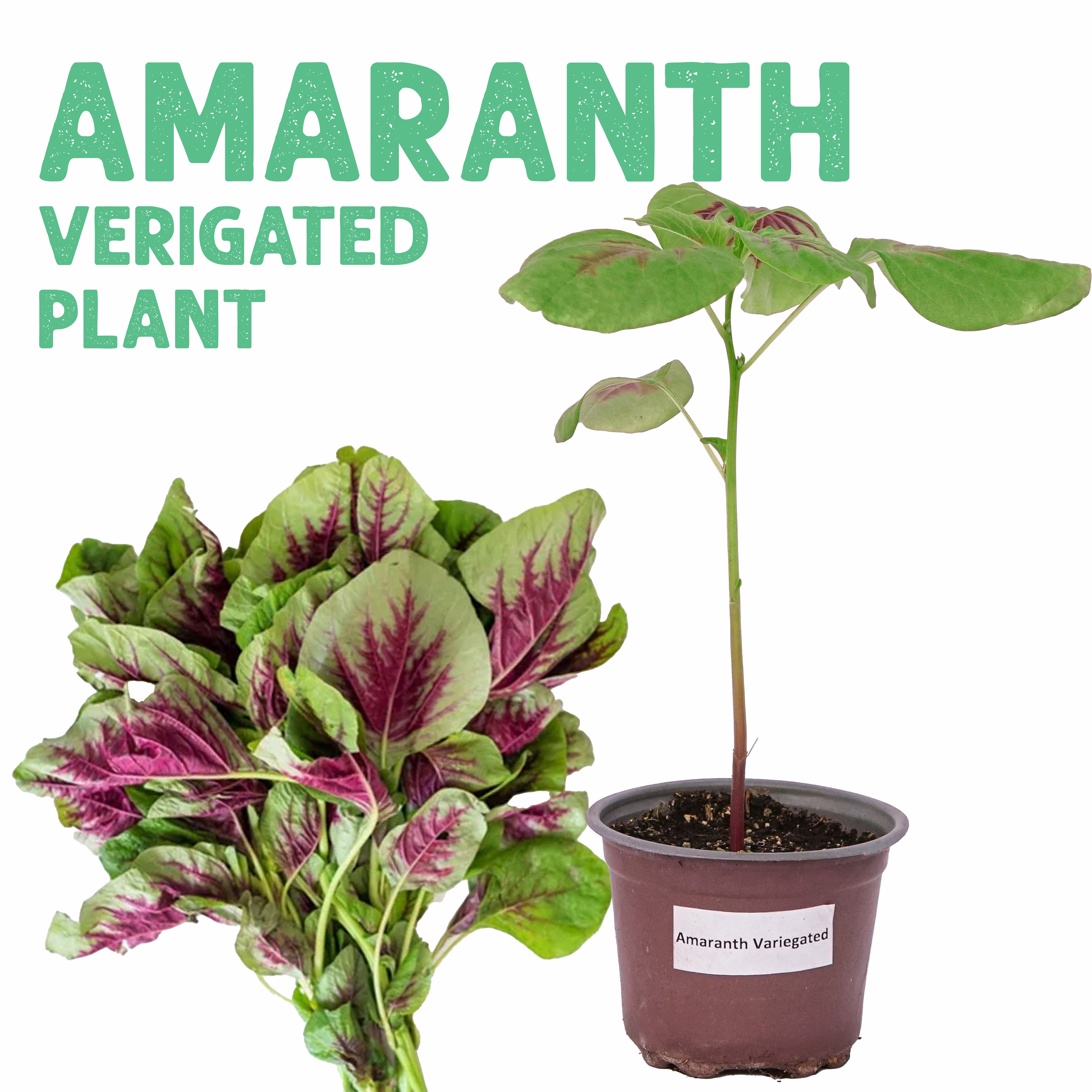 Amaranth Verigated Plant