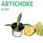 Artichoke Plant Small