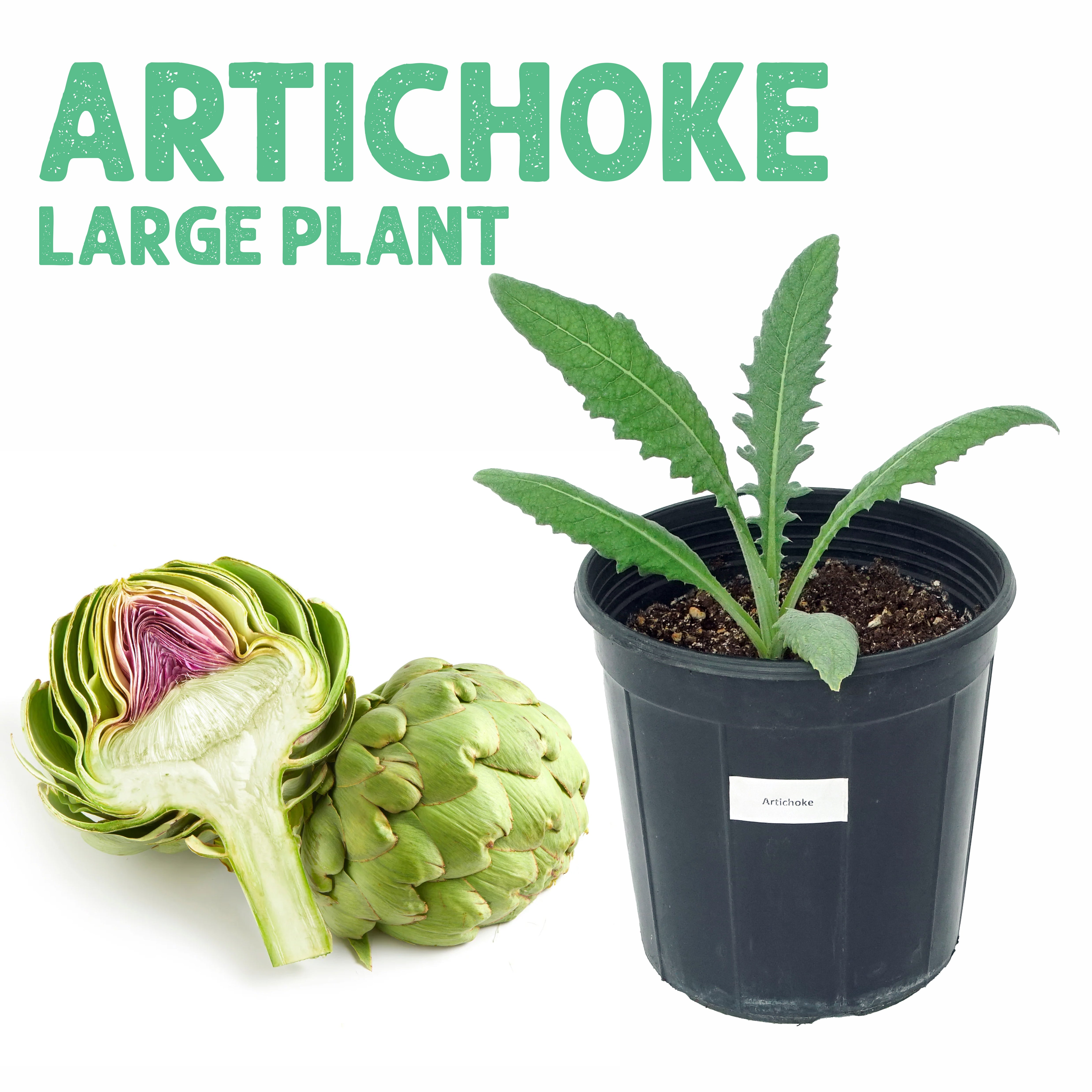 Artichoke Plant Large