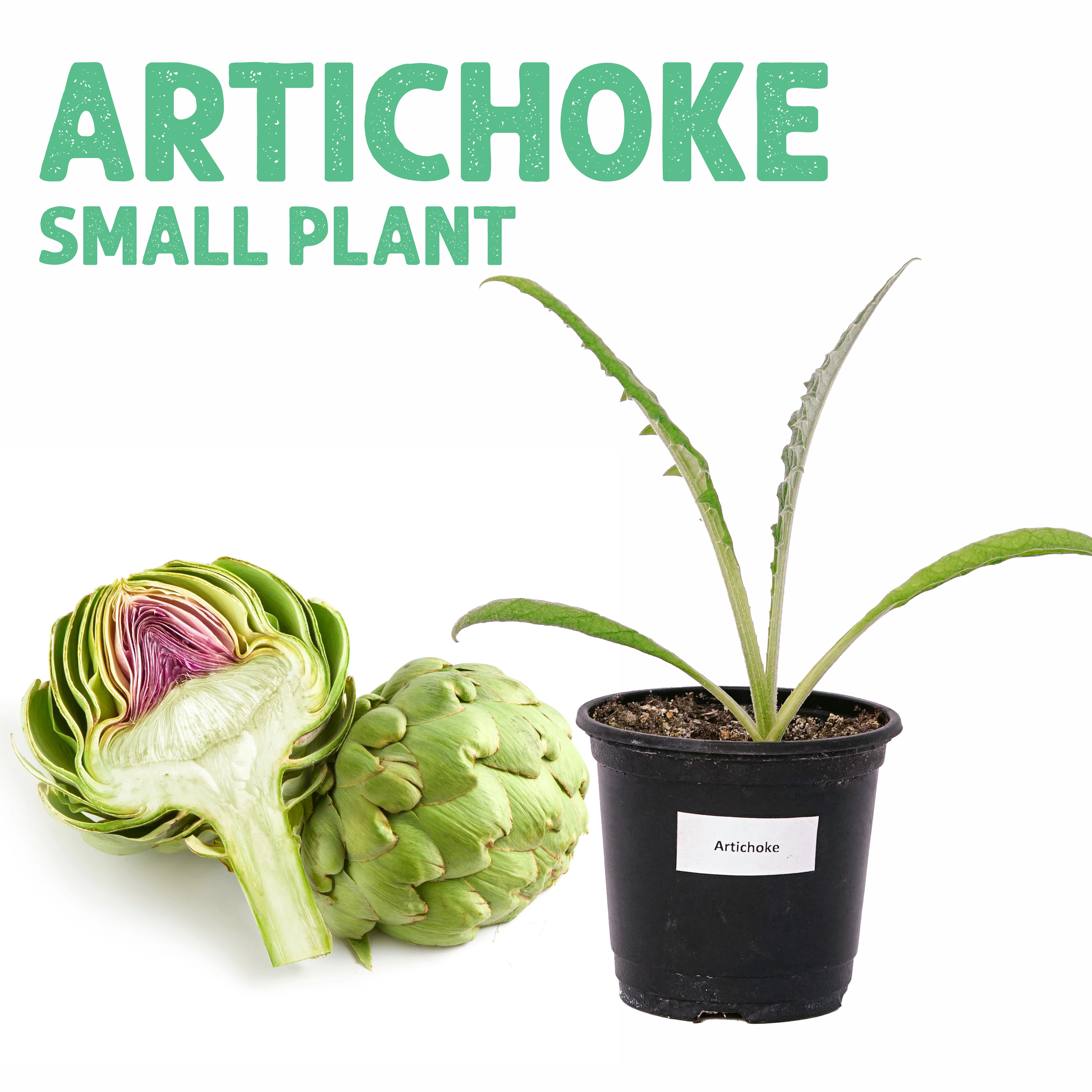 شتلة ارضي شوكي