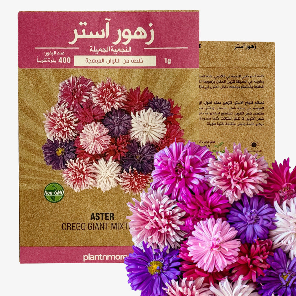 Aster Crego Giant Mixture