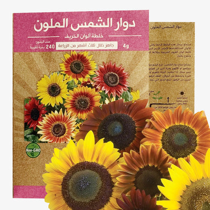 Sunflower Autumn Beauty