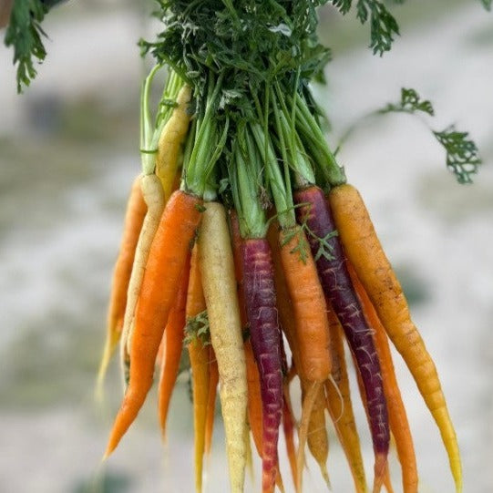 Carrots Mix Colors