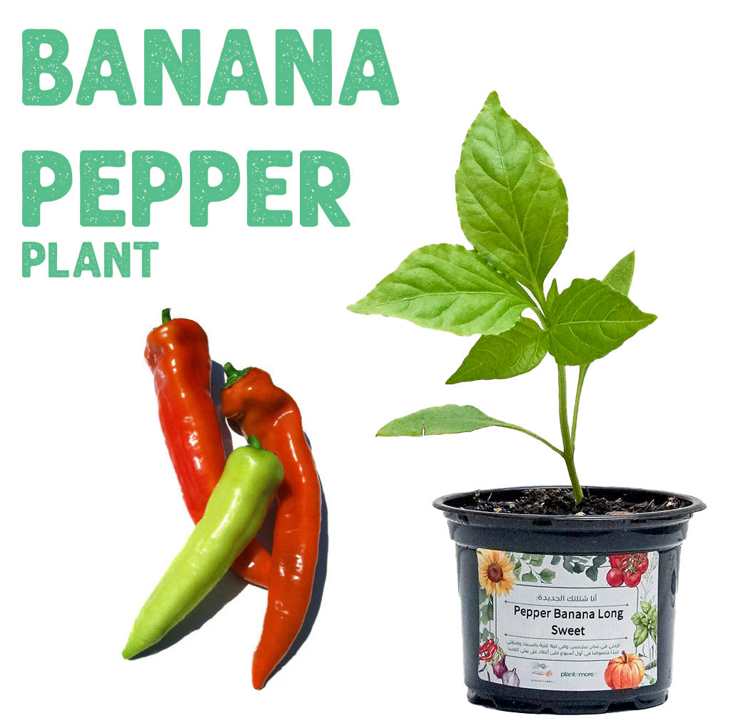 Banana Pepper Plant