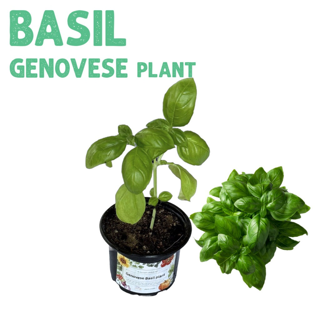 Genovese Basil Plant
