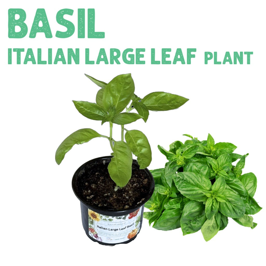 Italian Large Leaf Basil Plant