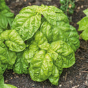 Basil Giant Leaf