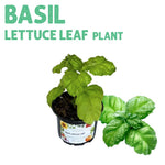 Basil Lettuce Leaf Plant