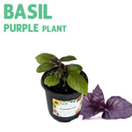 Purple Basil Plant