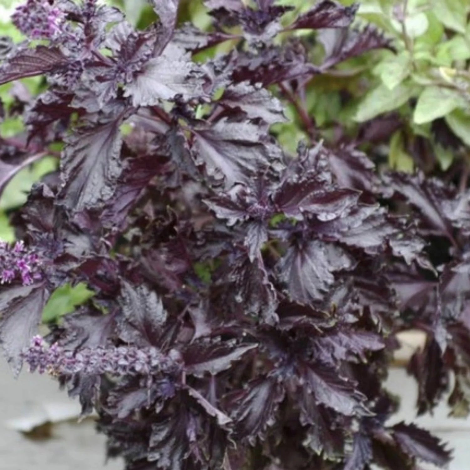 Purple Ruffles Basil Plant