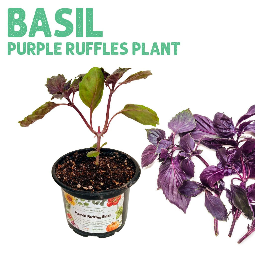Purple Ruffles Basil Plant