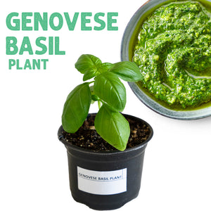 Genovese Basil Plant