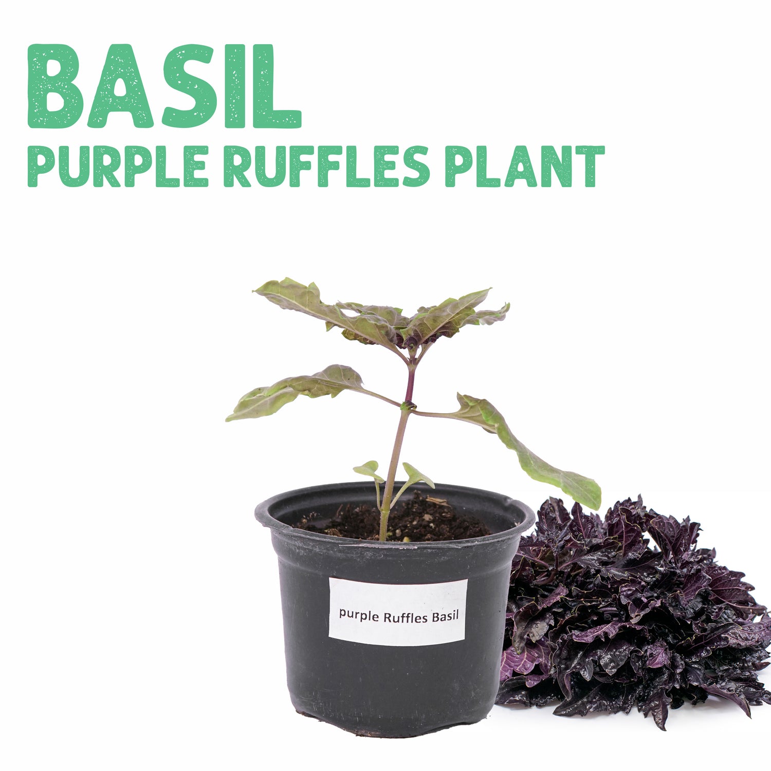 Purple Ruffles Basil Plant