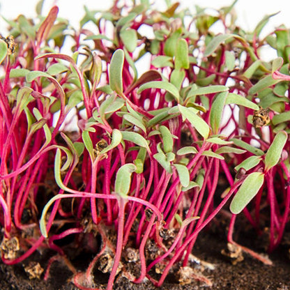 Beet Red Microgreen 114g • ميكروجرين الشمندر - plantnmore
