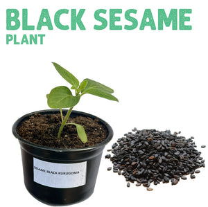 Sesame Black Plant