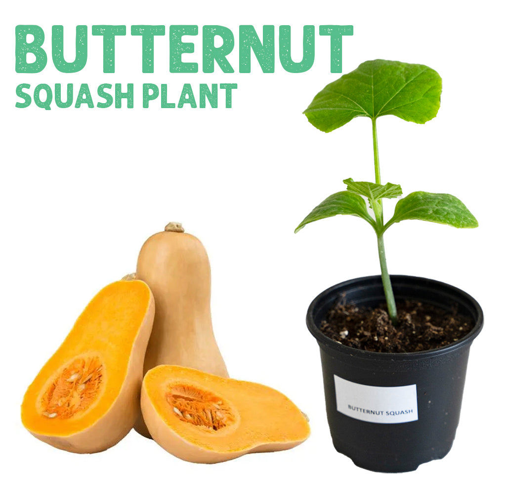 Butternut Squash Plant