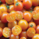 Tomato Sungold