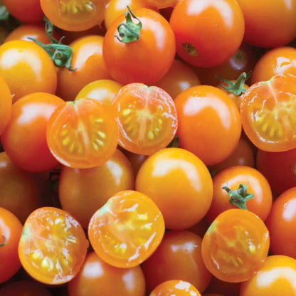 Tomato Sungold