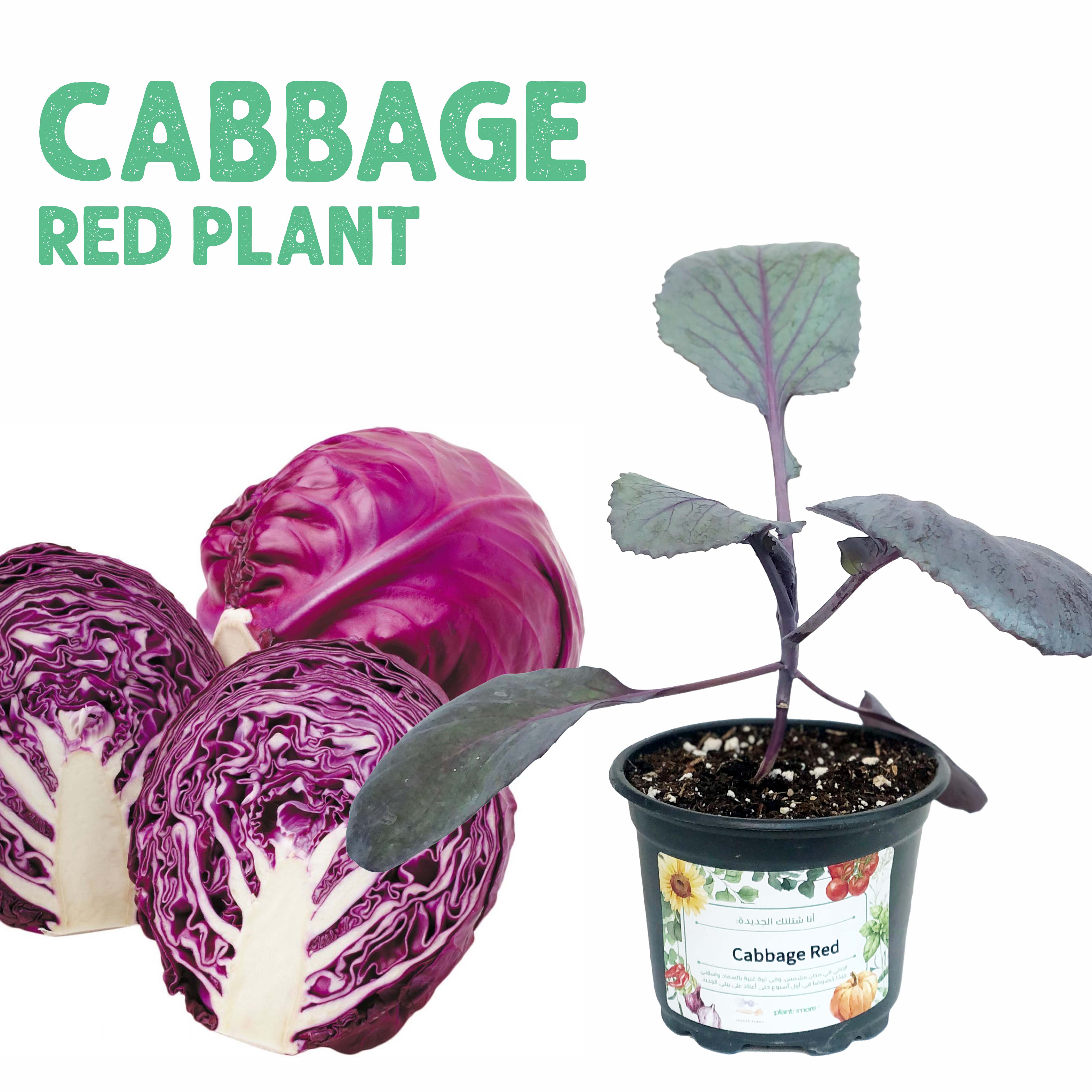 شتلة ملفوف أحمر