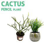 Pencil Cactus Plant