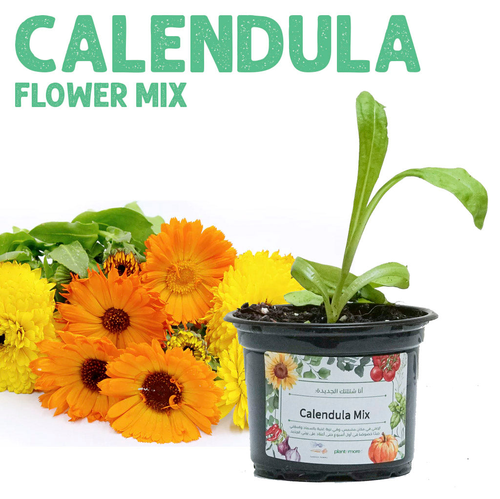 شتلة كاليندولا