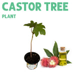 Castor Red Plant