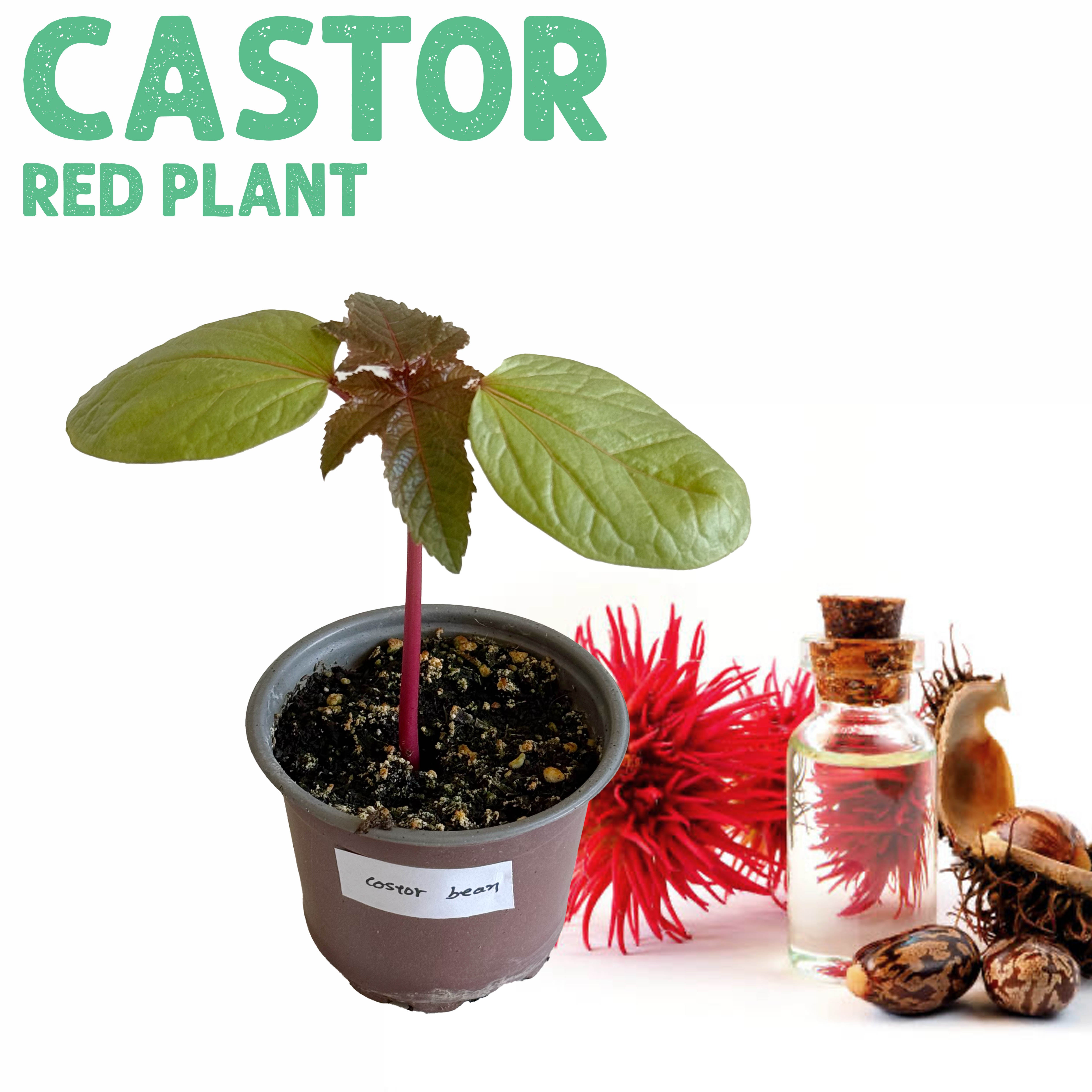 Castor Red Plant