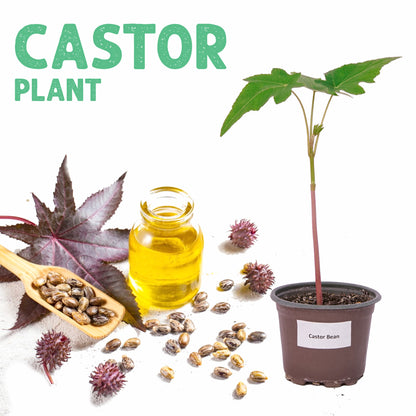 Castor Red Plant