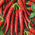 Cayenne Long pepper — ripe fruit