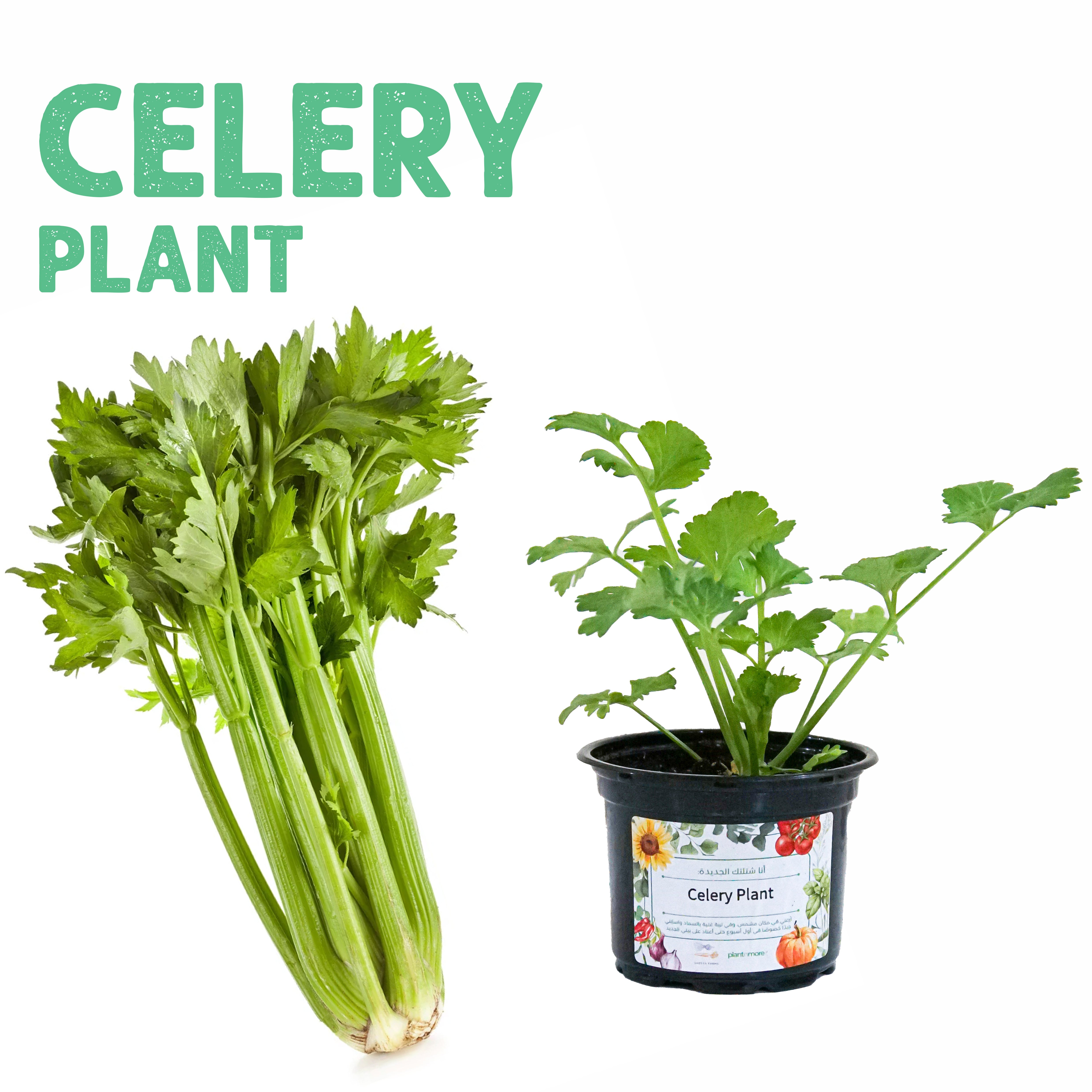 Celery Plant