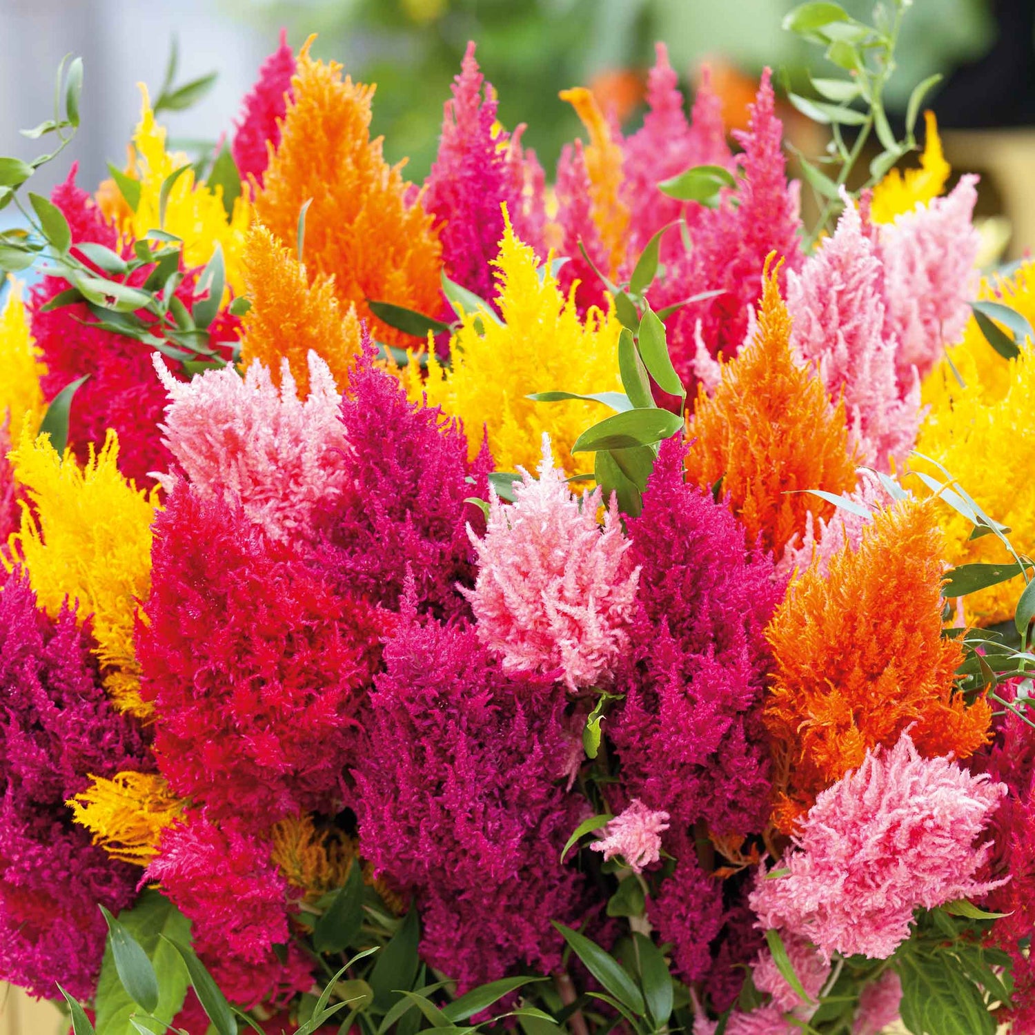 Celosia Plume Mixed