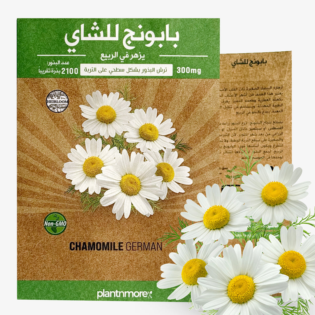 Chamomile German