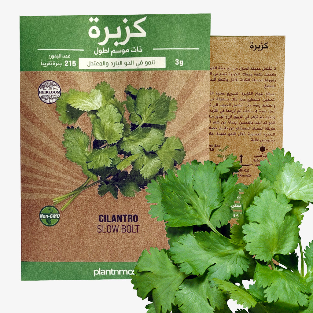 Cilantro Slow Bolt